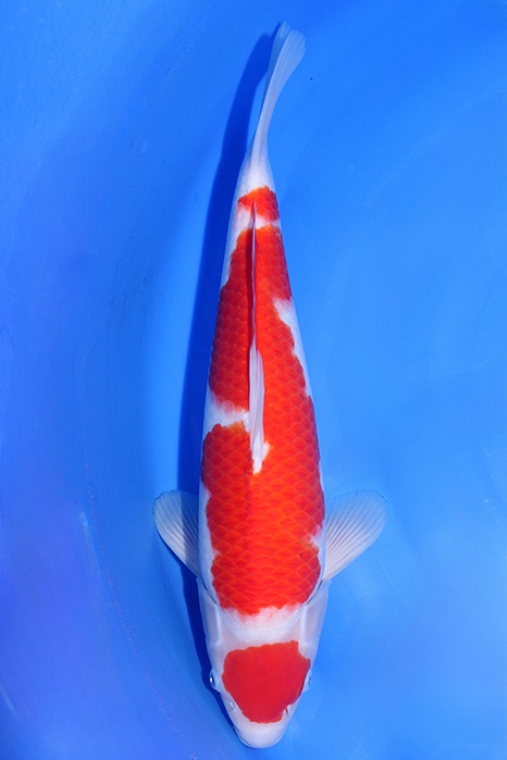Momotaro-koi816