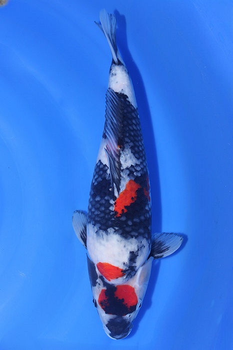 Dainichi-koi817