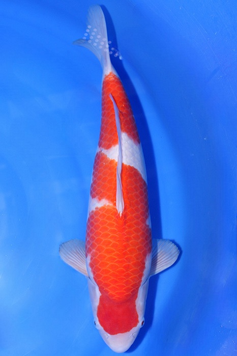 Momotaro-koi818