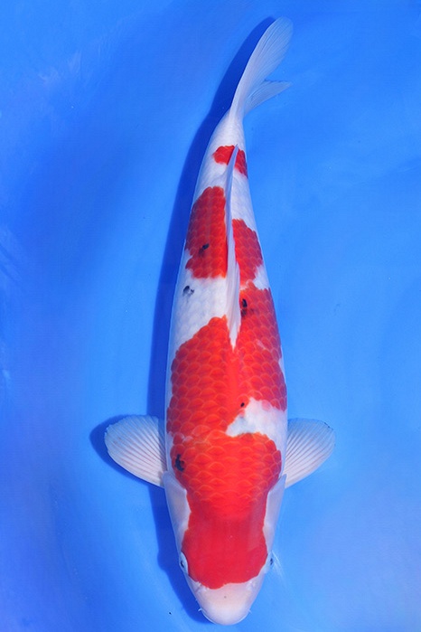 Momotaro-koi819