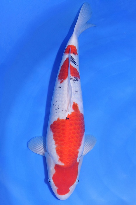 Momotaro-koi820