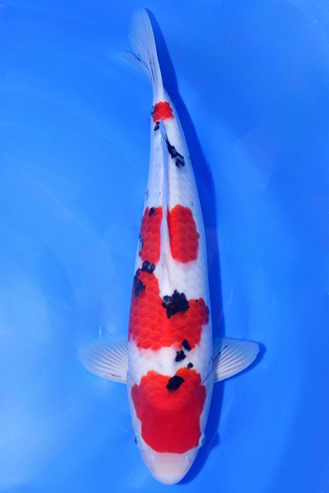 Momotaro-koi821