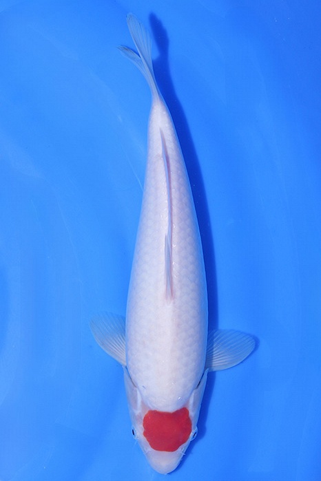 Momotaro-koi822