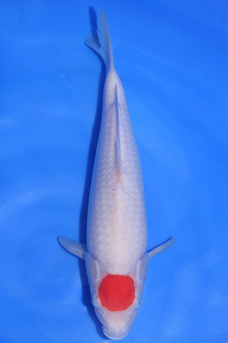 Momotaro-koi824