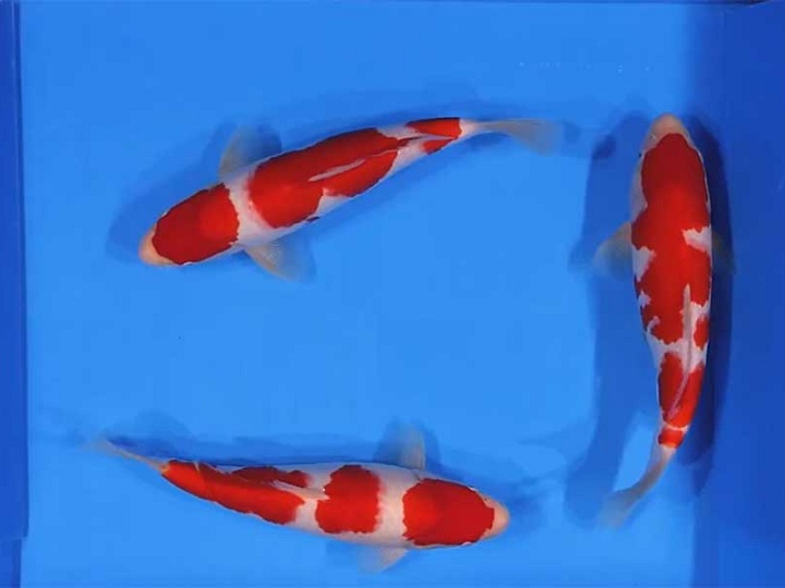 De eerste dag van de Momotaro veiling