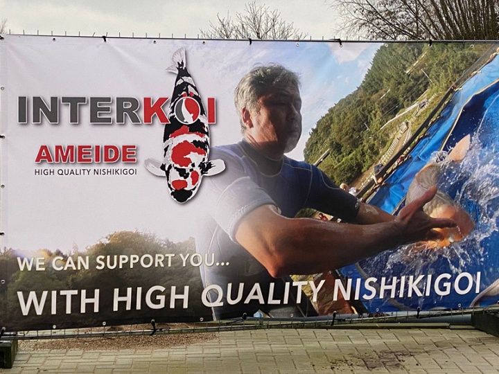 De Koi doen het goed