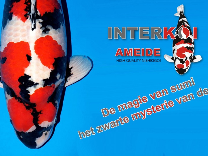 De magie van sumi, het zwarte mysterie van de koi
