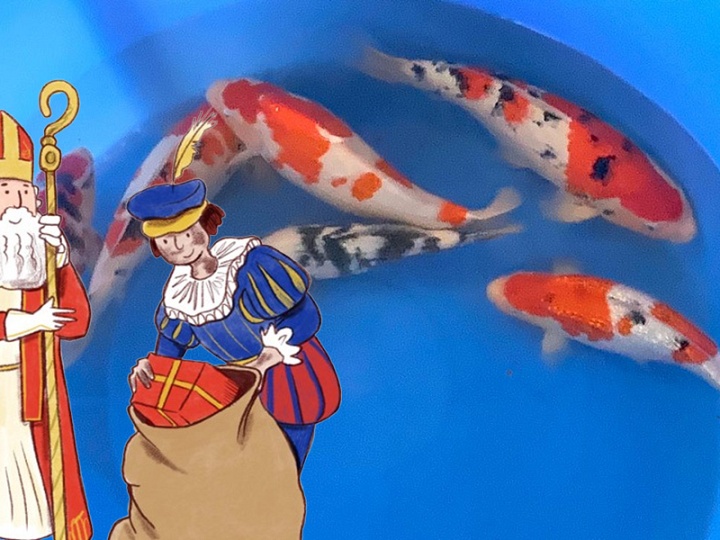 de opgroei koi in het zonnetje