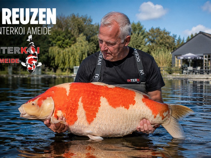 De reuzen van Interkoi Ameide