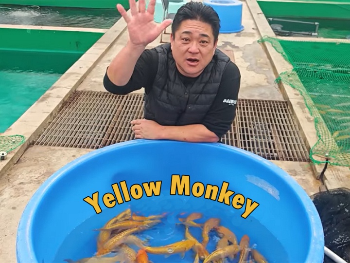 De yellow Monkey bloedlijn