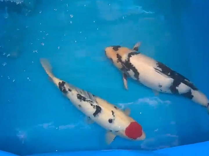 Een duo dat je laat dromen
