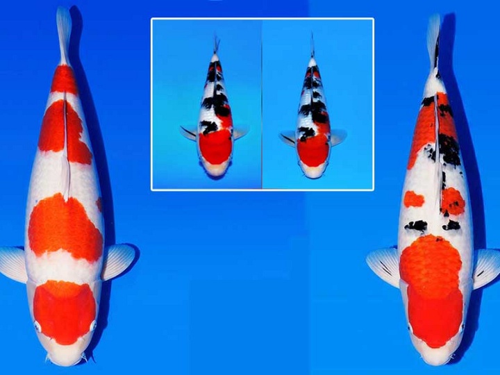 Een koiwereld in verandering