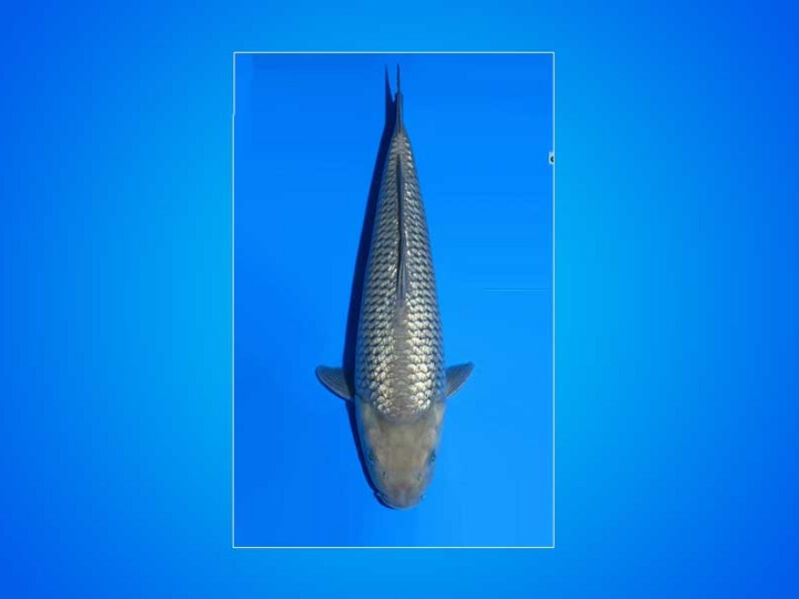 Een onverwacht resultaat in de poll