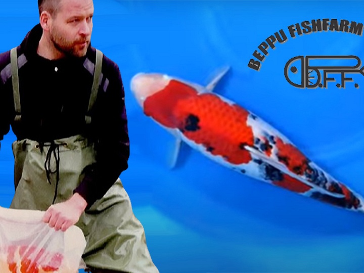 Intakoi Fuit, een onweerstaanbare deal