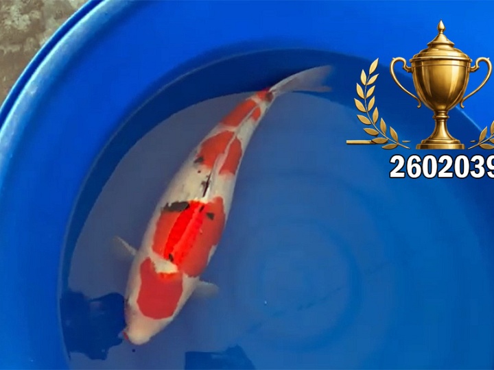 Een Tategoi Sanke, een beuker van een Sanke