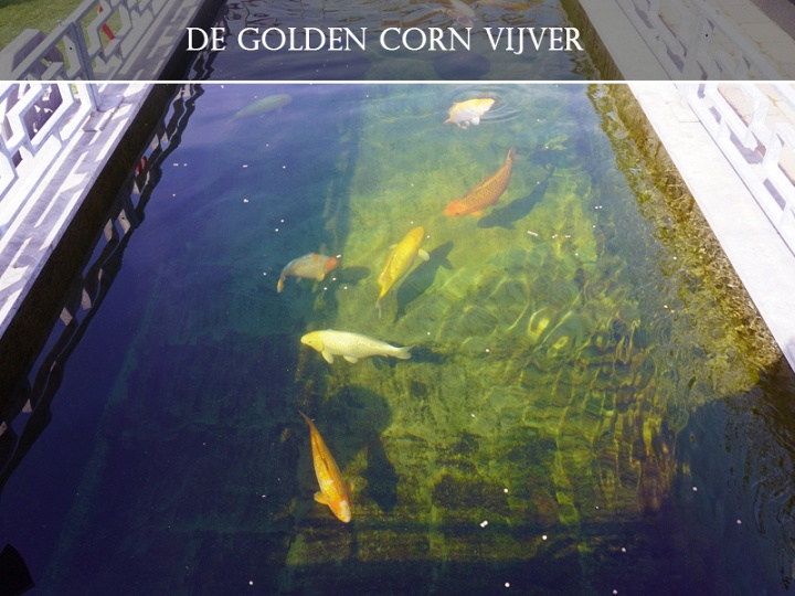 Everything you ever wanted to know about Taniguchi & Golden Corn Koi