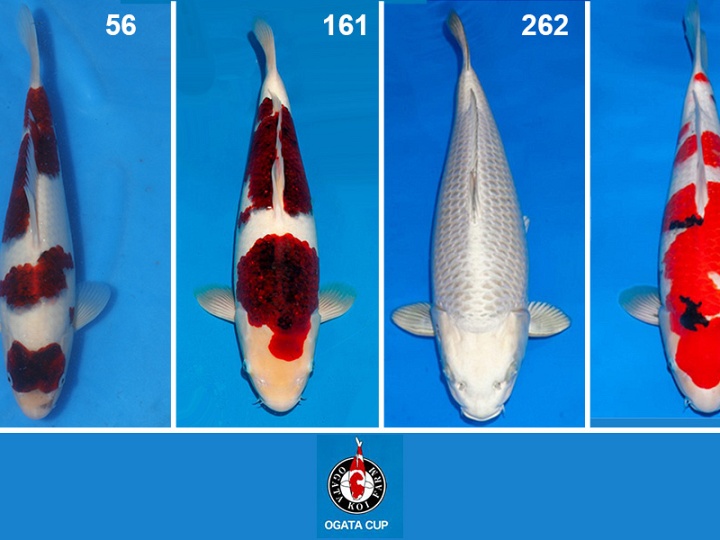 Goed nieuws van de Ogata cub