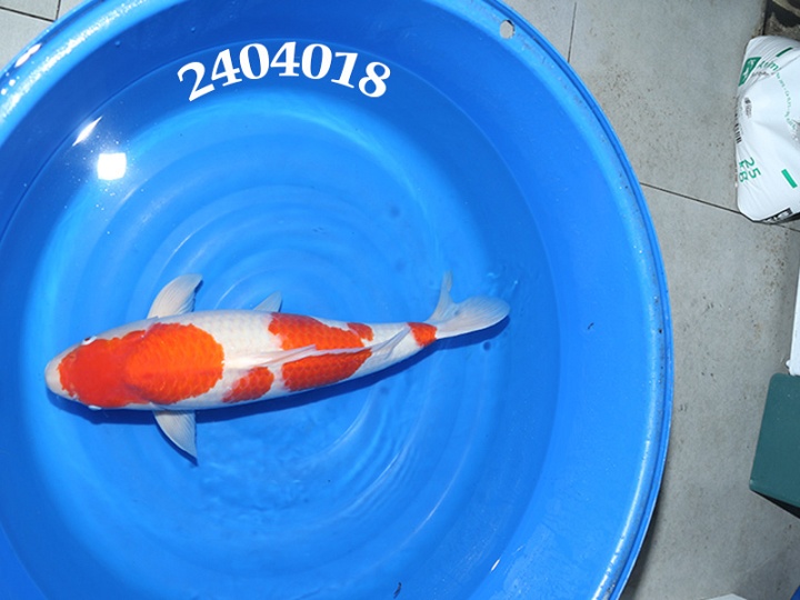 In het teken van Interkoi Ameide