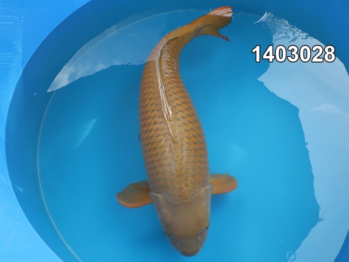 Japan dag 8, fascinerend