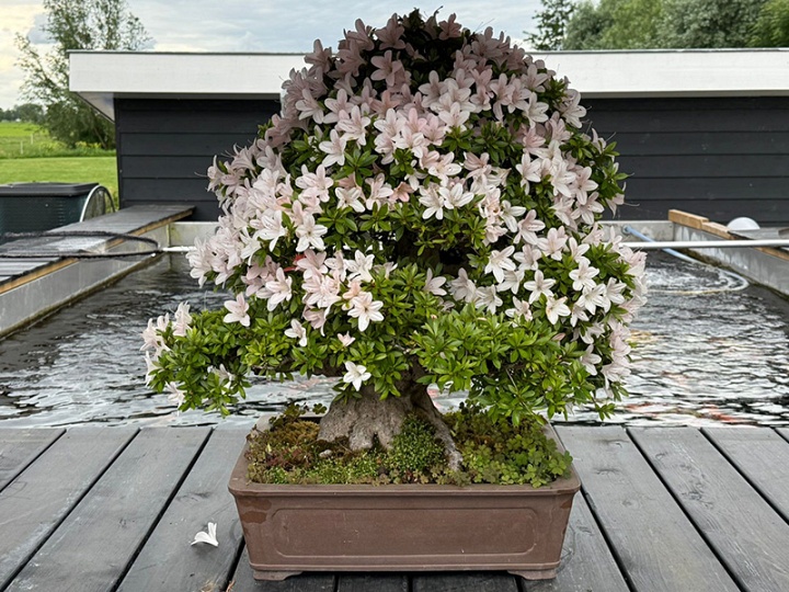 Mijn satsuki