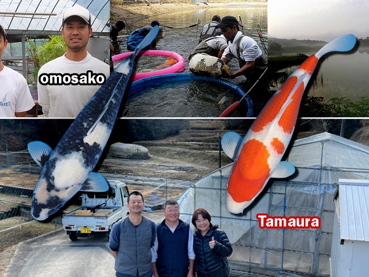 Omosako versus Tamaura