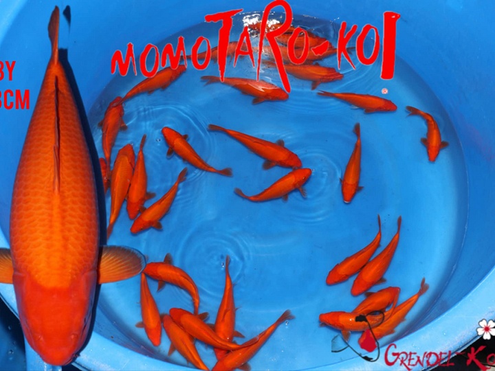 Ontdek de nieuwe generatie jumbo koi