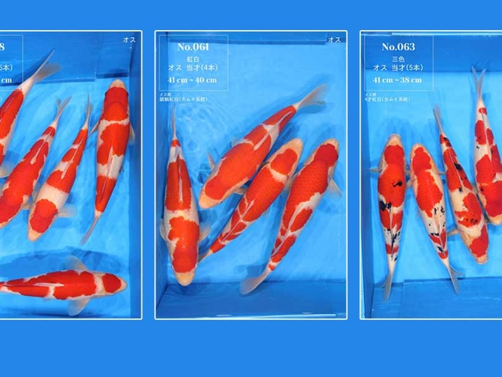 Resultaten Momotaro veiling