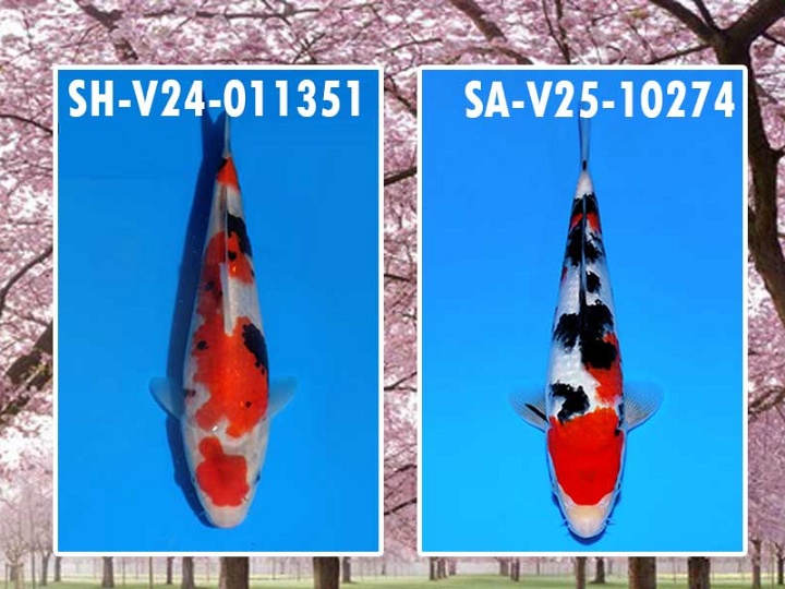 Spannende ontwikkeling