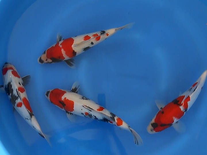 Speciale koi in de belangstelling