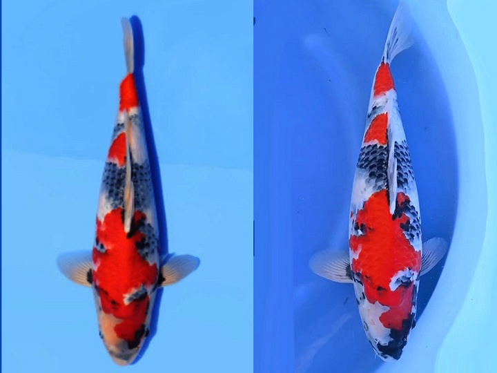 Update showa van Isa