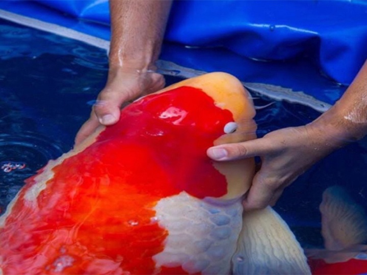 Zijn het allemaal reuzen bij Interkoi