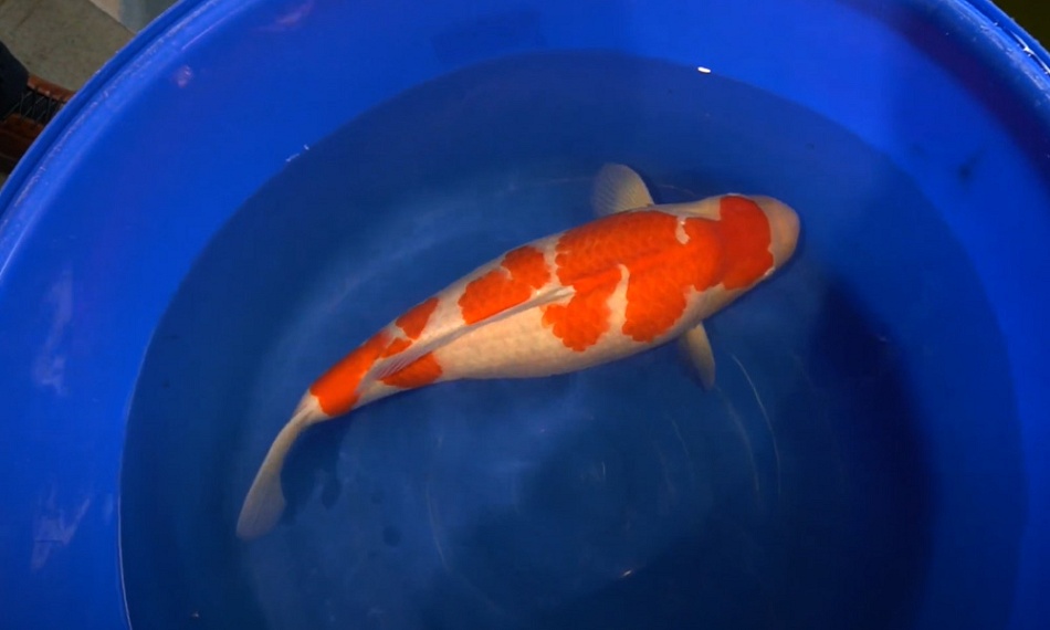 2 Beren van 64 cm