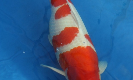 2 mannen en een koi