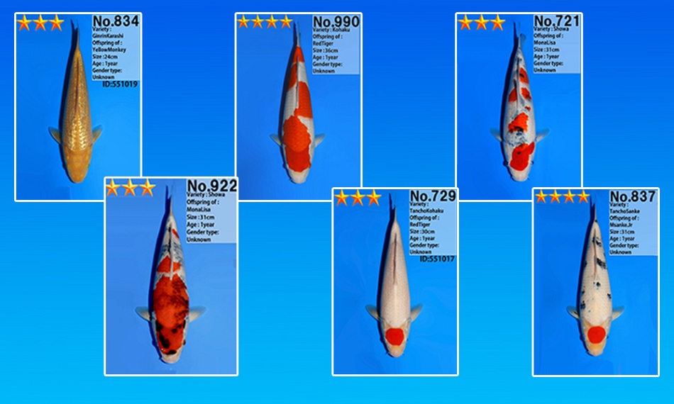 26 stuks danichi koi naar Ameide