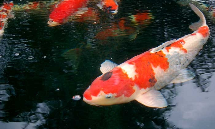 28 mei 2007