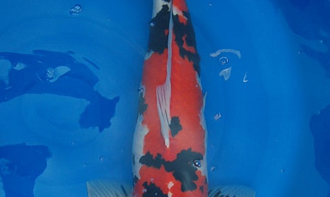 2nd in variety and size 5