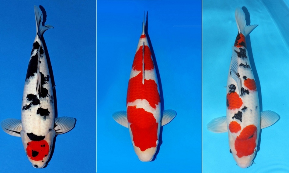 3 koi onder de aandacht