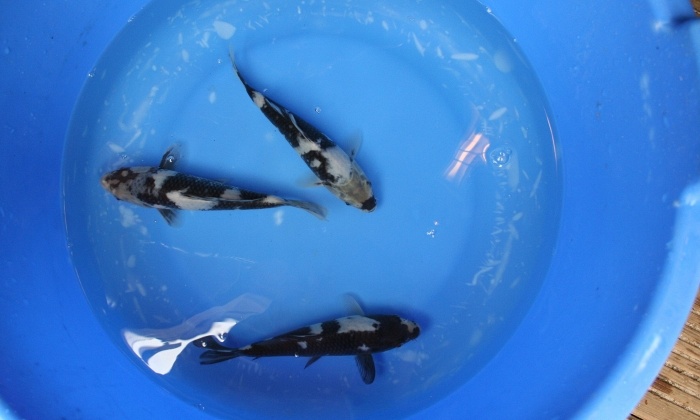 3 shiro's verlaten het nest