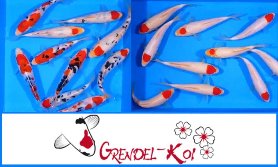 Aandacht voor de Grendel koi