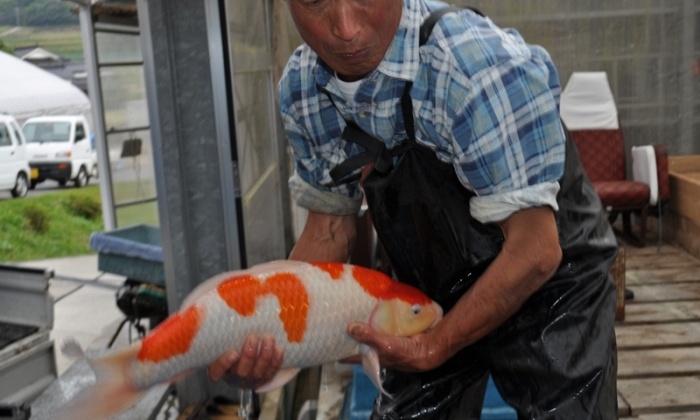 Agenten in Japan