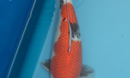 Arcen 2010 - de selectie