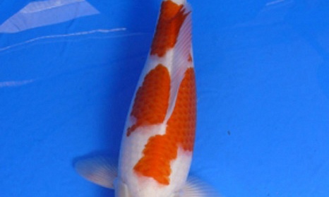 Auction Momotaro op 25 October
