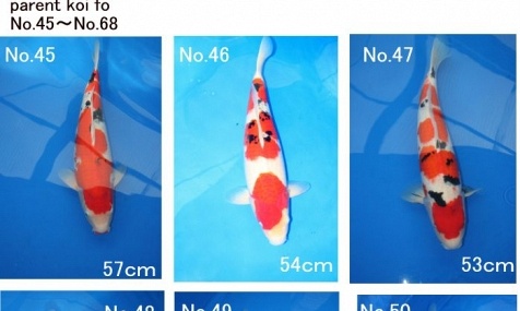 Auction Momotaro op 5 februari