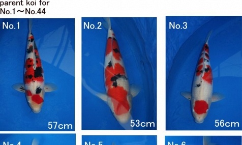 Auction Momotaro op 5 februari
