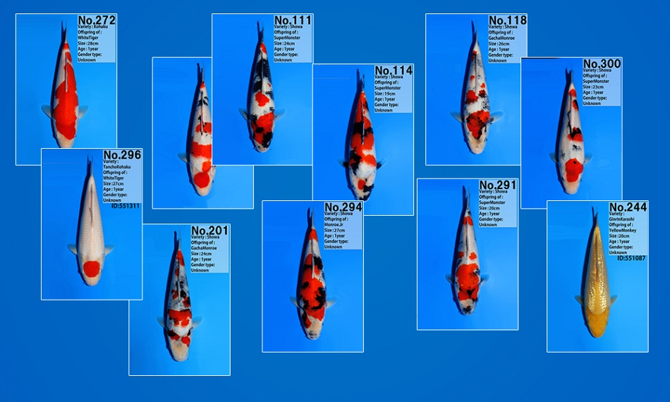 Belangrijke aanwinsten