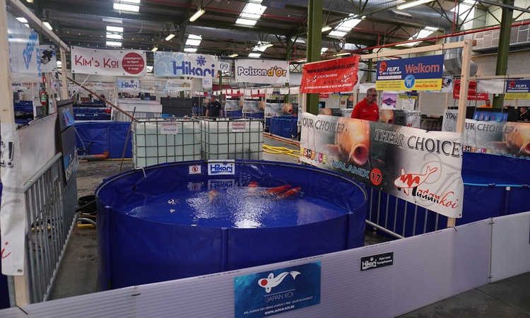 Belgische Koi Show Dag 1