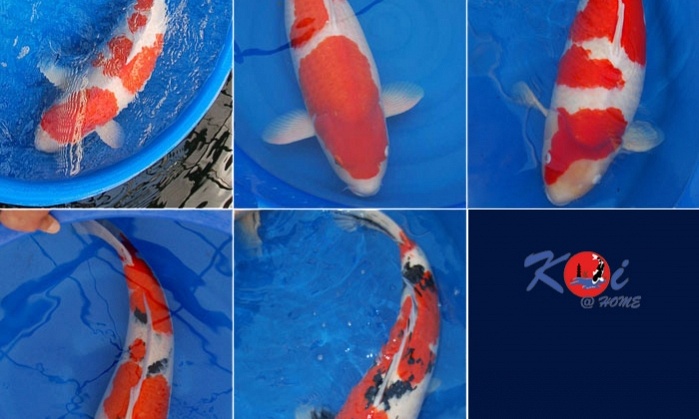 Belgium Koi Meeting 2009