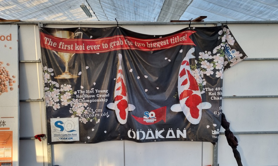 Binnenkomst nieuwe koi bij Interkoi Ameide