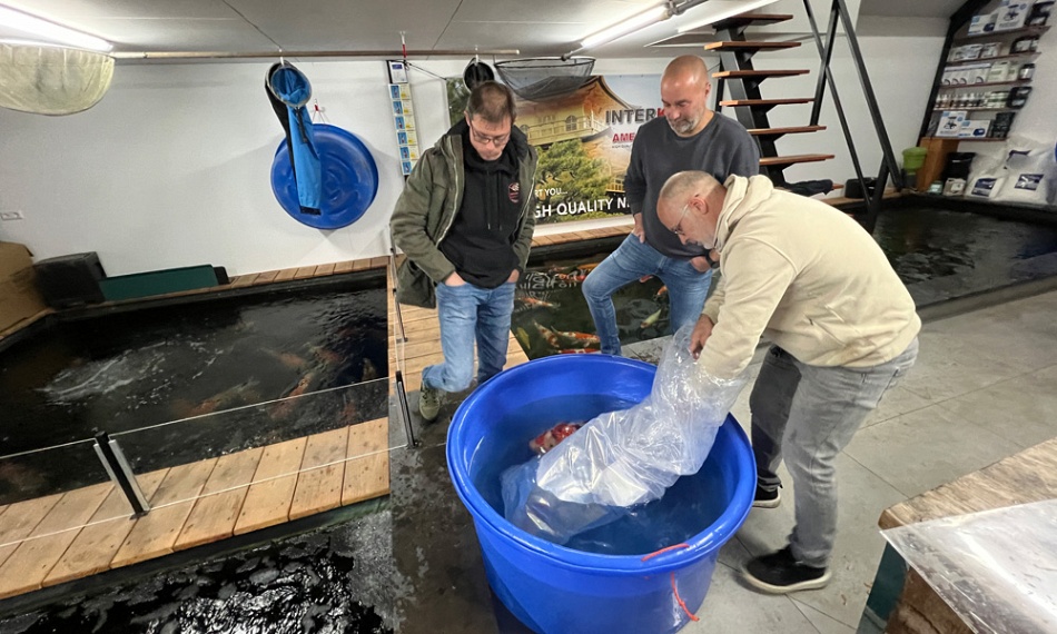 Binnenkomst van de koi 25 april in Ameide