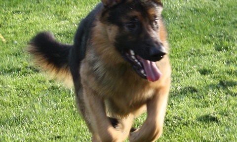 Bob 11 maanden